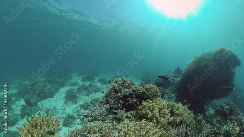 Wallpaper Mural Tropical colourful underwater seascape.The underwater world with colored fish and a coral reef. Philippines. Torontodigital.ca