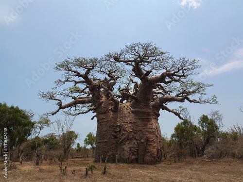 [Madagascar] Holy baobab tree 