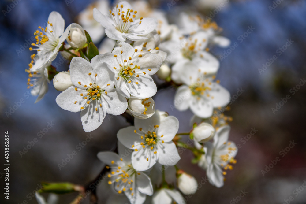 Apricot flower blossoming moving time lapse. 4k macro timelapse video of an apricot fruit flower growing blooming and blossoming on a blue background.