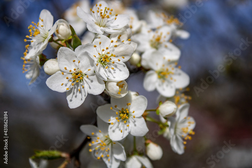 Fototapeta Naklejka Na Ścianę i Meble -  Apricot flower blossoming moving time lapse. 4k macro timelapse video of an apricot fruit flower growing blooming and blossoming on a blue background.
