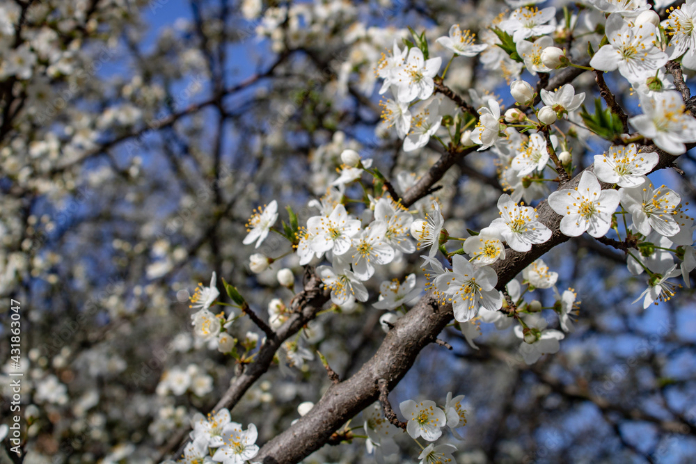 Apricot flower blossoming moving time lapse. 4k macro timelapse video of an apricot fruit flower growing blooming and blossoming on a blue background.