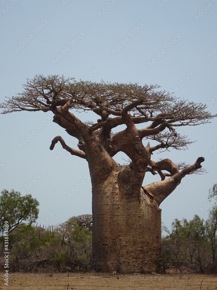 [Madagascar] One big baobab tree, Adansonia grandidieri in Andonbiry ...