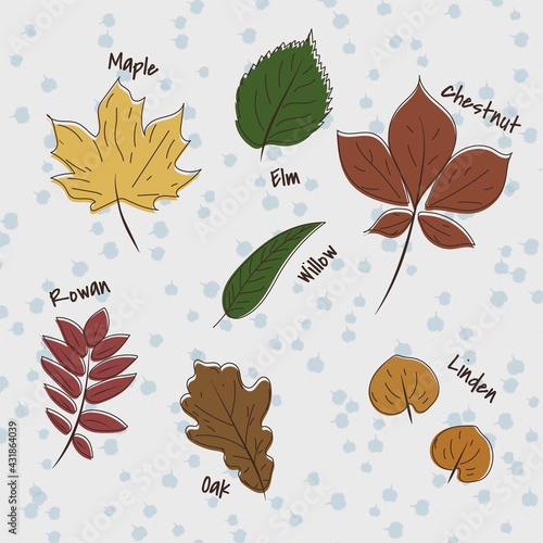 Set of leaves in a hand-drawn style: oak, elm, linden, rowan, chestnut, maple, willow. Vector illustration.