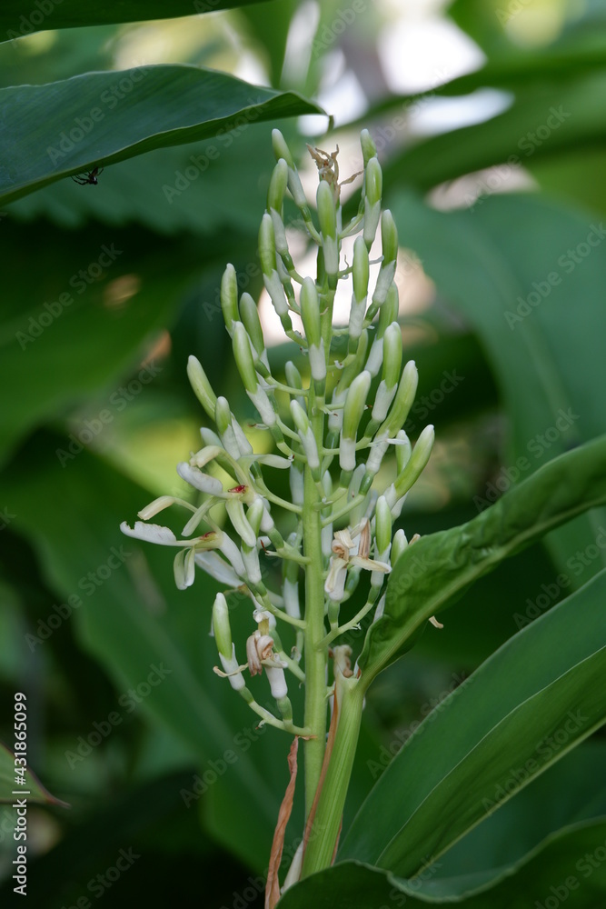 Galangal flowers natural garden ingredien cooking Galangal flowers natural garden ingredien cooking
