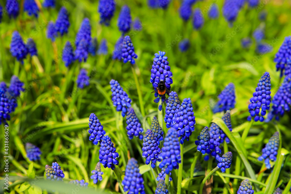 Blue spring flowers grape hyacinth with a bumblebee. Blue spring flowers grape hyacinth with a bumblebee.