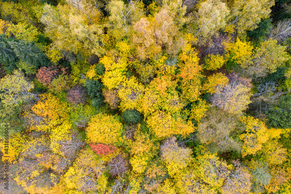 Top view of autumn forest on sunny day. Top view of autumn forest on sunny day.