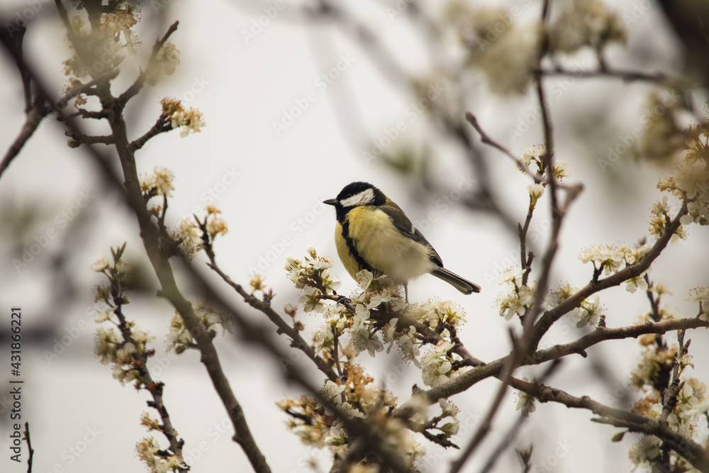 Vogel im blühenden Baum Vogel im blühenden Baum