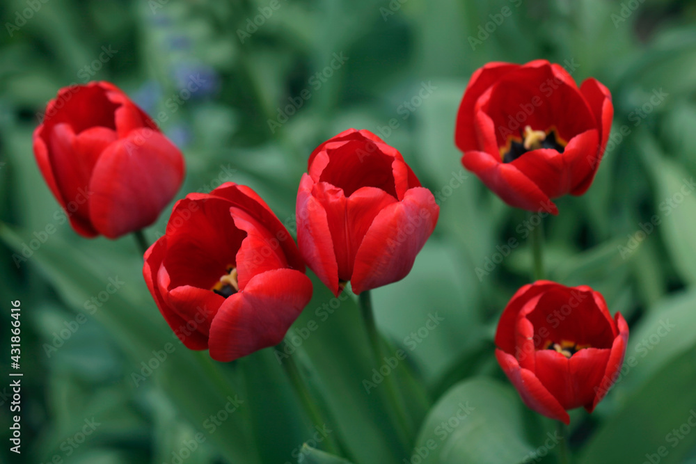Colorful spring tulips on nature background
