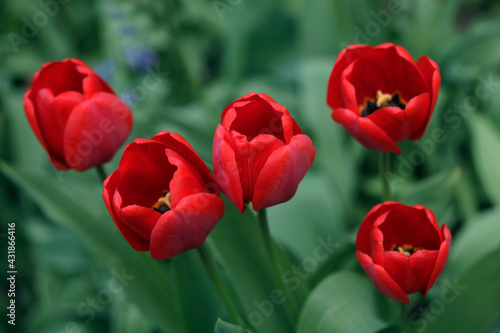 Colorful spring tulips on nature background