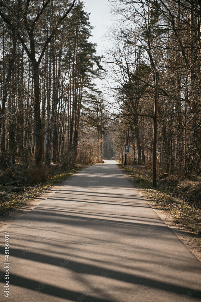 Naklejka premium Empty asphalt road in the woods. Europe forest during spring time. Sunny outdoor day with no people