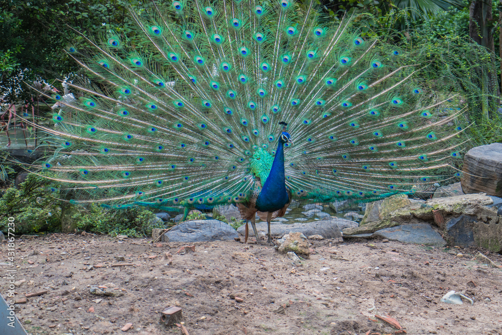 Obraz premium Peacock