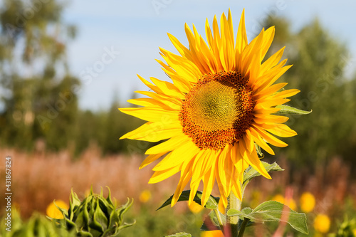 Tall Sunflower On The Field