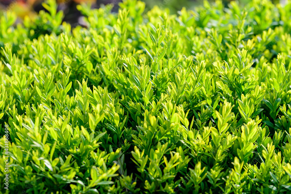 Textured natural background of many green leaves in shrubs that grow in a hedge or hedgerow in sunny spring garden. Textured natural background of many green leaves in shrubs that grow in a hedge or hedgerow in sunny spring garden.