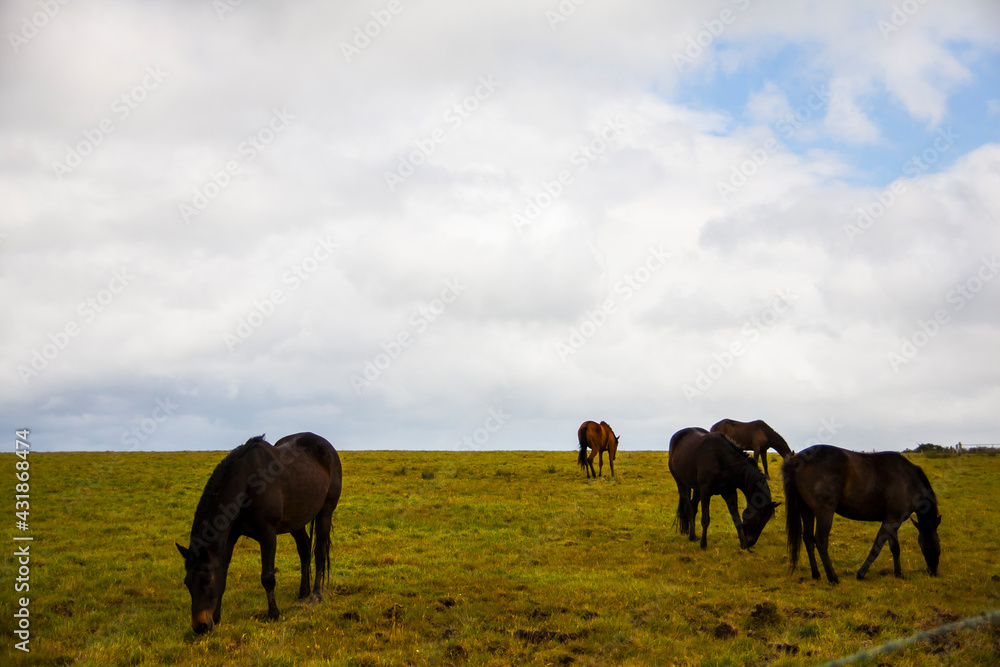 Spring landscape and horses in the lands of Ireland Spring landscape and horses in the lands of Ireland