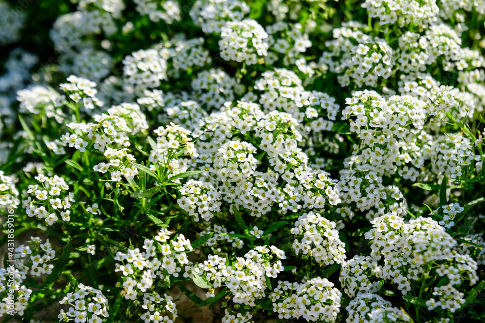 Many white flowers of Lobularia maritima, commonly known as sweet alyssum or sweet alison, in a garden in a sunny spring day, beautiful outdoor floral background. Many white flowers of Lobularia maritima, commonly known as sweet alyssum or sweet alison, in a garden in a sunny spring day, beautiful outdoor floral background.