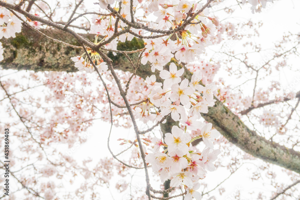 Fototapeta premium サクラ