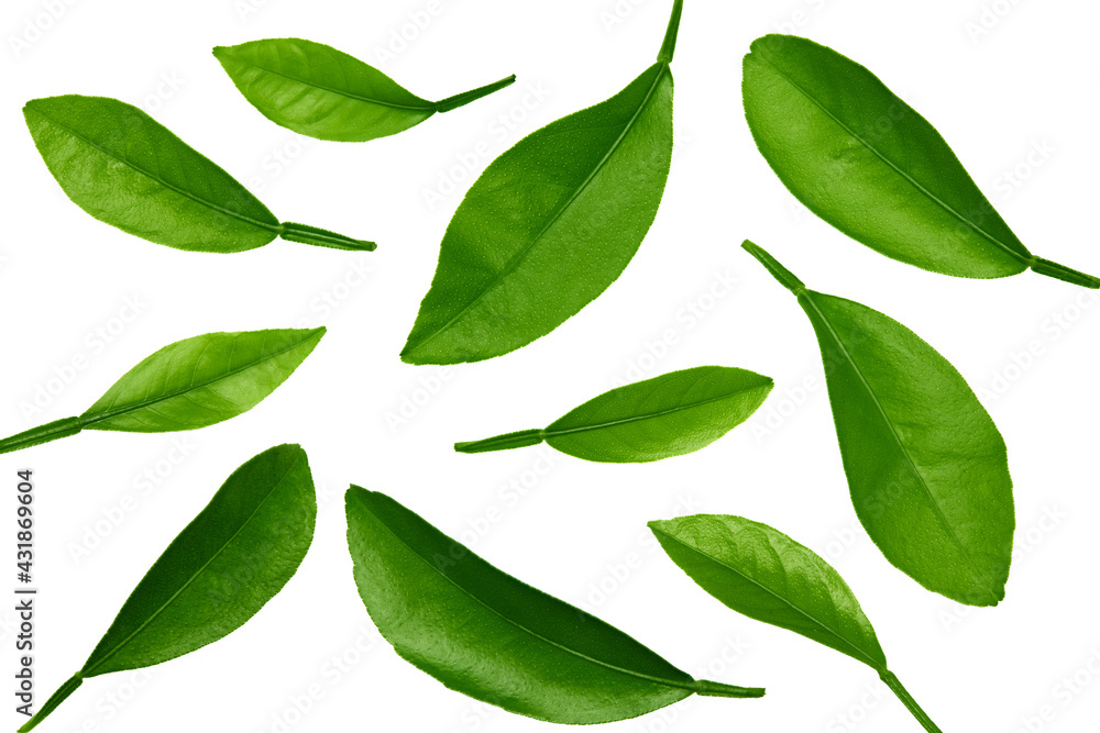 citrus leaves isolated on white background. top view. clipping path