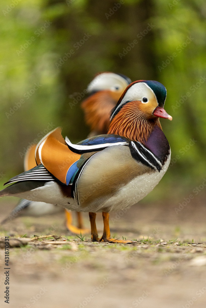 Ebenerdiger Blick auf Enten am Wasser Ebenerdiger Blick auf Enten am Wasser
