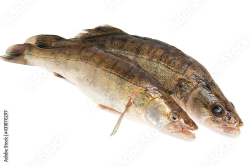 fresh zander fish on a white background