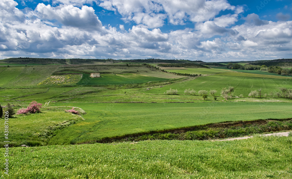 Hermosa pradera sembrada de cultivos verdes durante la primavera, provincia de Valladolid, España Hermosa pradera sembrada de cultivos verdes durante la primavera, provincia de Valladolid, España