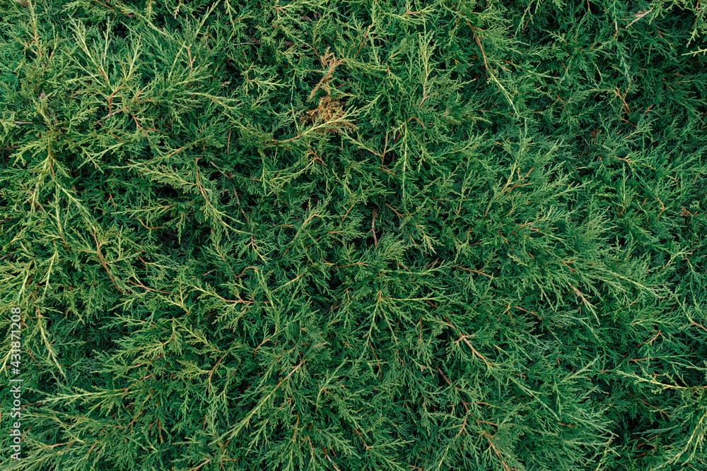 Juniper evergreen cade leaves tree background tropic tropical Juniper evergreen cade leaves tree background tropic tropical