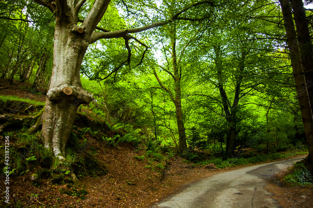 Fototapeta premium Spring landscape in the lands of Ireland