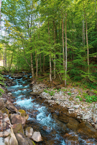 water stream in the beech forest. spring nature scenery on a sunny day. rapid creek flows among the rocks. trees on the rocky shore in lush green foliage