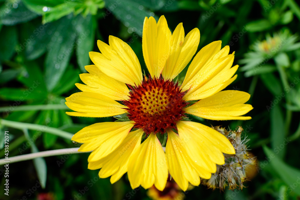 One vivid yellow and orange Gaillardia flower, common known as blanket flower, and blurred green leaves in soft focus, in a garden in a sunny summer day, beautiful outdoor floral background. One vivid yellow and orange Gaillardia flower, common known as blanket flower, and blurred green leaves in soft focus, in a garden in a sunny summer day, beautiful outdoor floral background.