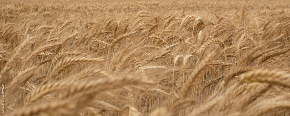 Ripe ears of golden wheat field . Wind motion