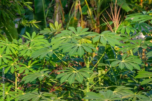 Green cassava leaves  Manihot esculenta   commonly called cassava manioc  or yuca  in shallow focus.