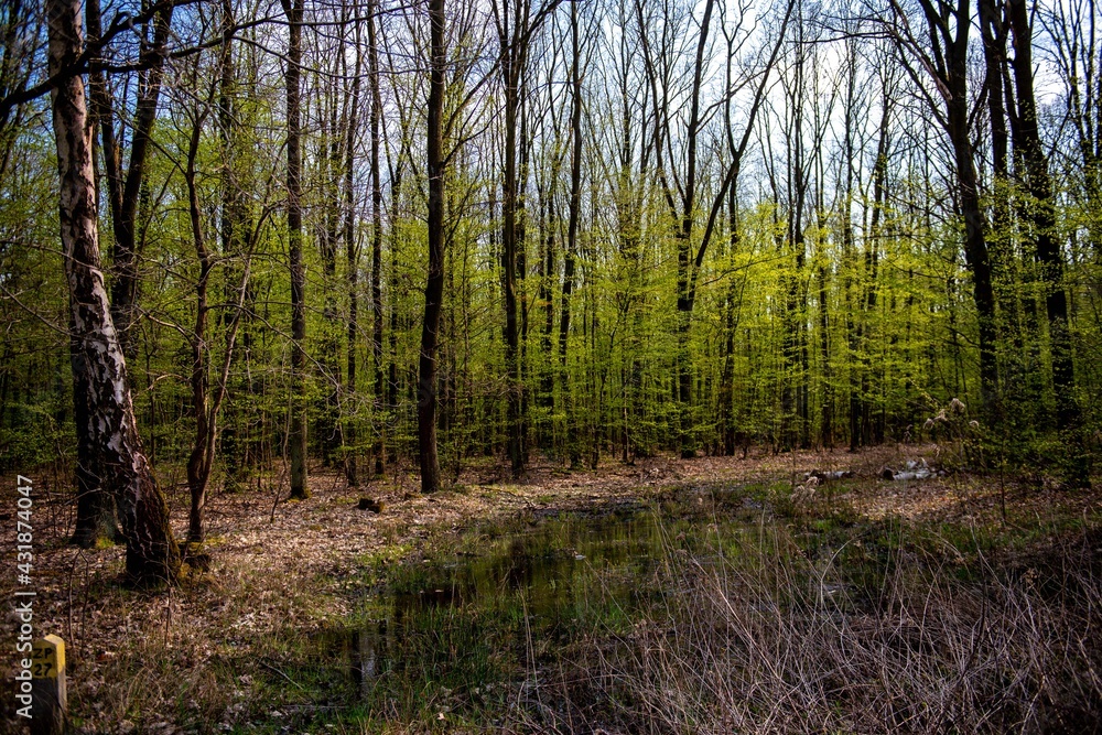 Fototapeta premium trees in natural forest by day