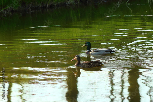 Ducks floating in the river on a spring day.