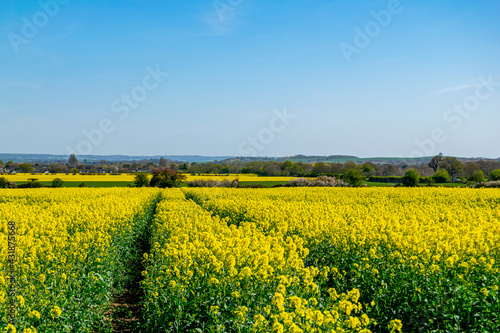 Field of yellow rapeseed flowers blossoming under clear blue sky with a view of distance trees and more farmlands  british rural countryside  monoculture agriculture