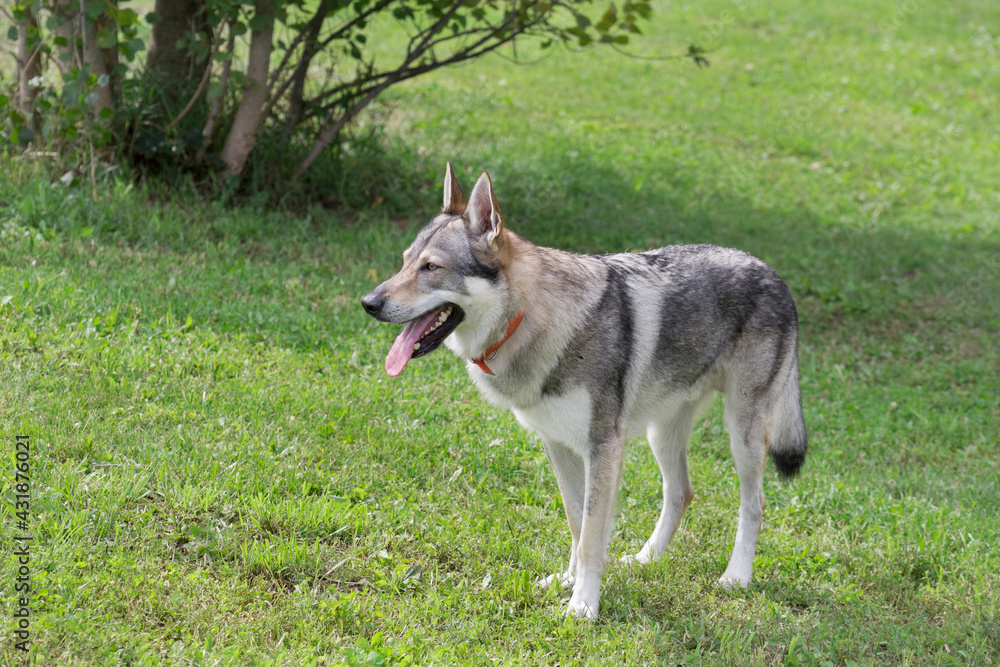 Czechoslovak wolfdog is standing on a green grass in the summer park. Pet animals. Purebred dog.