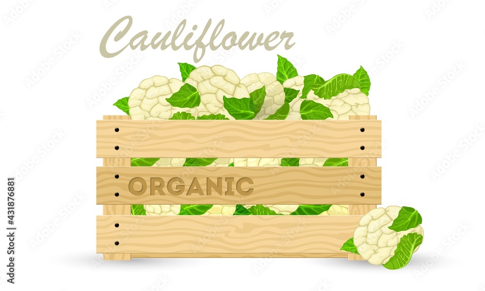 Cartoon of farmers summer harvest in wooden box, organic cabbage for cooking. Vector eco healthy clean eating, vegetarian food. Idea of vegetable, food shopping, vitamins isolated on white Cartoon of farmers summer harvest in wooden box, organic cabbage for cooking. Vector eco healthy clean eating, vegetarian food. Idea of vegetable, food shopping, vitamins isolated on white