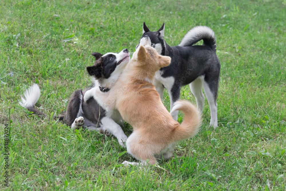 Border collie puppy, akita inu puppy and siberian husky puppy are playing on a green grass in the summer park. Four month old. Pet animals. Purebred dog.