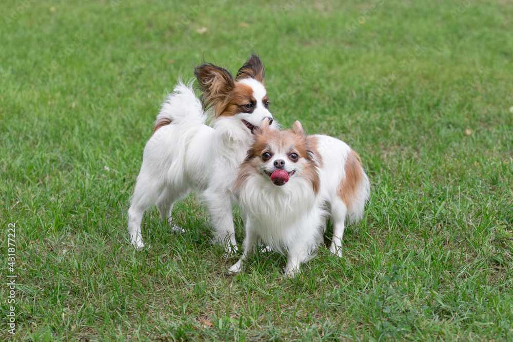 Cute continental toy spaniel puppy and chihuahua puppy are standing on a green grass in the summer park. Pet animals. Purebred dog. Cute continental toy spaniel puppy and chihuahua puppy are standing on a green grass in the summer park. Pet animals. Purebred dog.