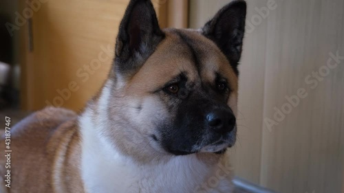 The dog american akita is looking in camera. Closeup portrait of american akita