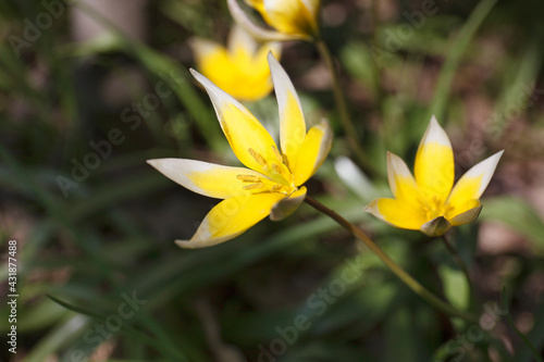 Tulipa biebersteiniana, ulipa sylvestris australis blooming in april photo