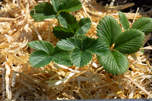 young fragaria plant in pot without berries and flowers on traw photo