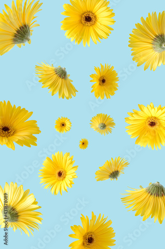 Flying gerbera flower on a blue background. Spring summer optimistic concept of bright colors.