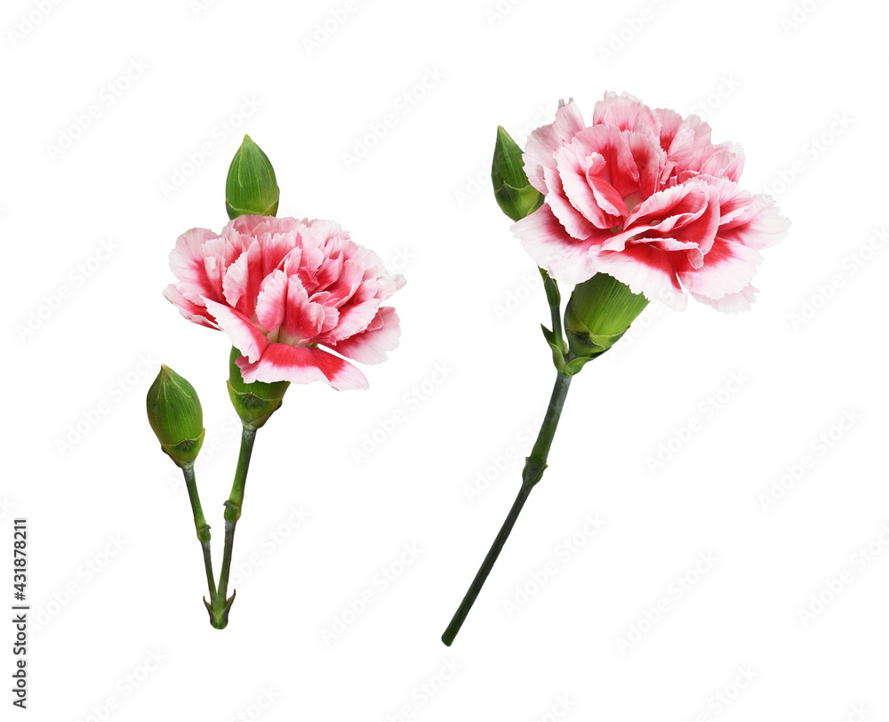 Set of red and white carnation flowers with green buds and leaves isolated