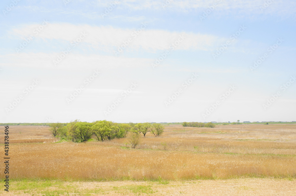 Obraz premium 渡良瀬遊水地 サバンナ 日本