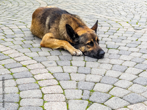 The beautiful dog has a rest on the street