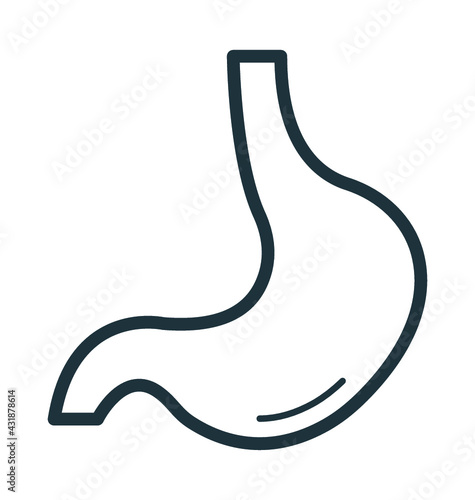 Stomach