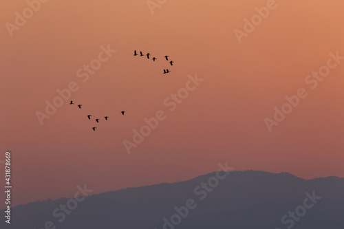 A flock of birds flying in the sunset sky