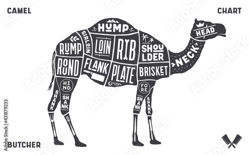 Camel, dromedary. Scheme, diagram, chart pork, butcher guide