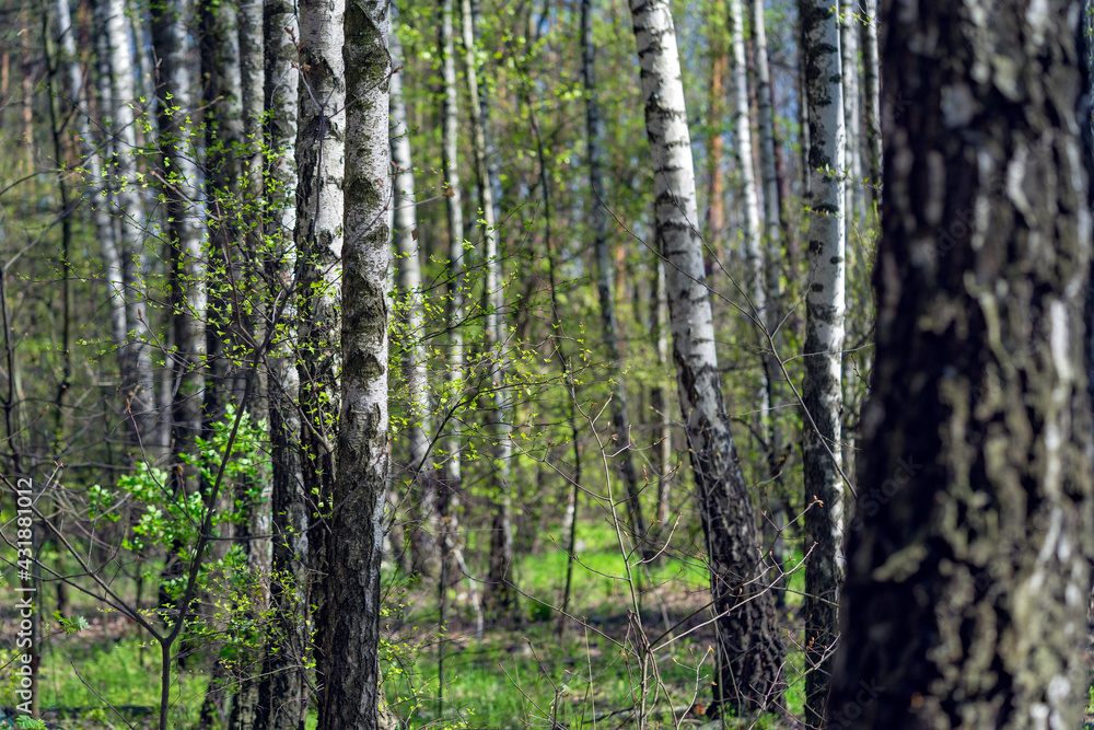Birch Grove Birch Grove