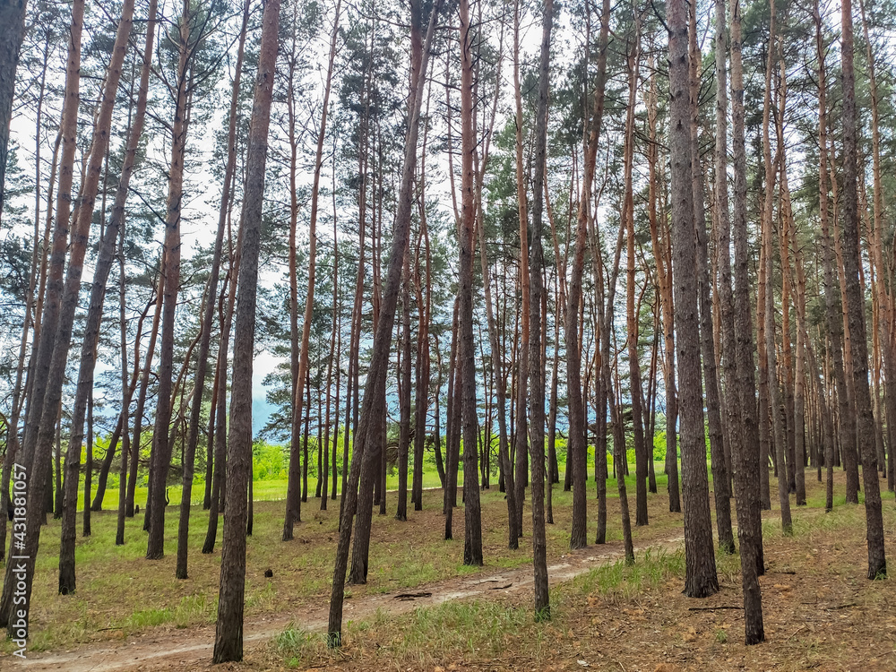 Obraz premium pine forest in the summer sun