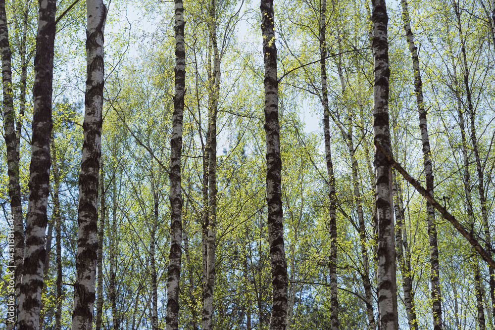 Fototapeta premium Birch Grove